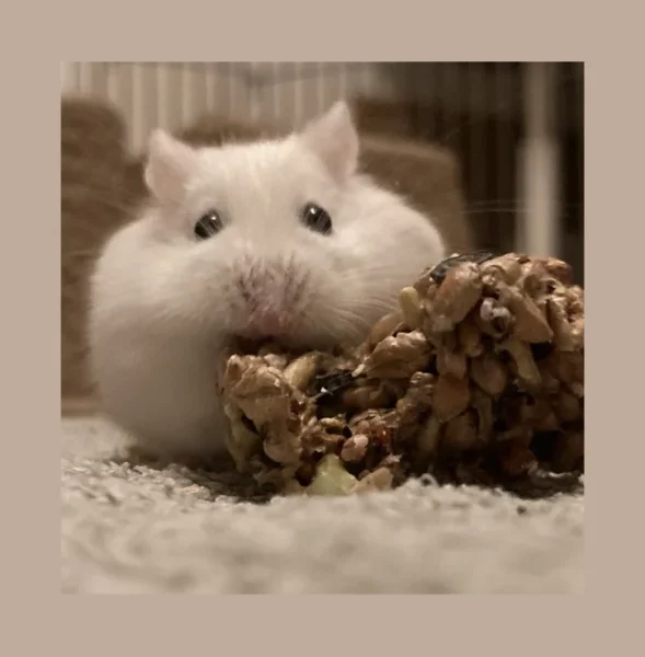 Photo comp winner Dora - Roborovski hamster 3.webp