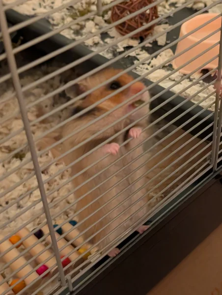 Syrian Hamster Emerald.webp