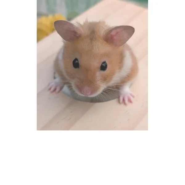 Cute hamster popping out of hole.webp
