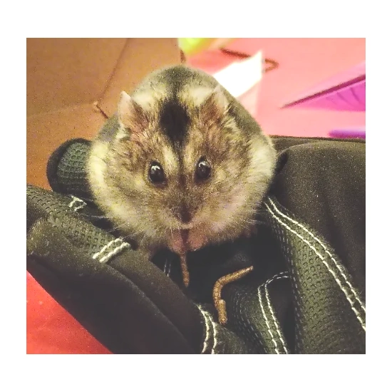 Waffles dwarf hamster.webp
