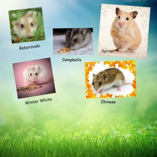 Syrian or Golden Hamster Care : Syrian or Golden Hamster Life Span