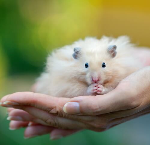 Campbell's dwarf hamster - Wikipedia
