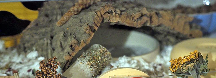 Cork log and sand bath.webp