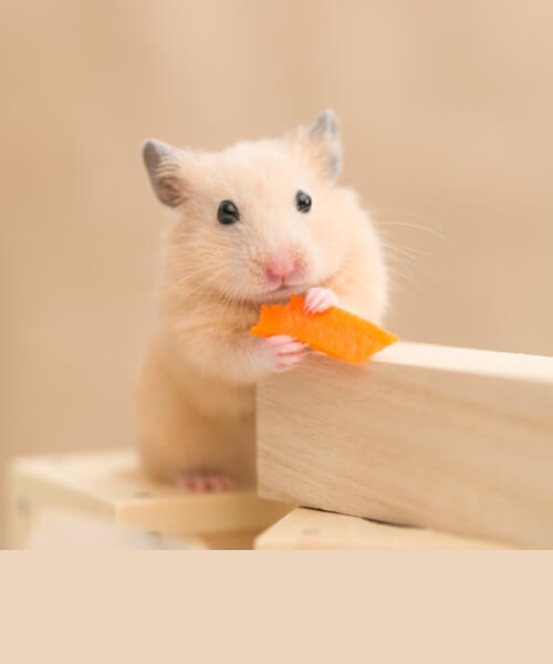 Vitakraft Drops Mini Banana & Cherry Flavor Dwarf Hamster, Rat