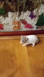 20221010_190641.webp 20221010_190641.webp