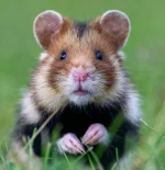European Hamster.webp European Hamster.webp