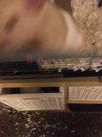 Raffy climbing out of door.jpg