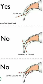 Nail cutting (sugar gliders but sim to hamsters).webp Nail cutting (sugar gliders but sim to hamsters).webp