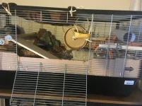 IMG_2301 resized Pip cage.webp