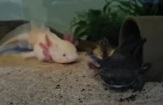 Screenshot_20221104-173001_Gallery.webp Screenshot_20221104-173001_Gallery.webp