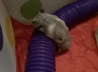 98882F73-A915-4293-B682-80CE31D2476A.jpeg 98882F73-A915-4293-B682-80CE31D2476A.jpeg