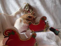 PB120559 resized 500.webp