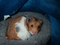 Charlie in donut bed resized 500.jpg