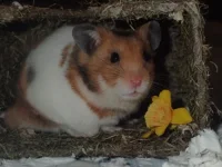 Charlie 10 March shrunk (35) resized 500.jpg