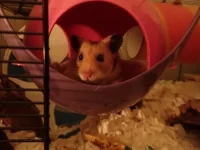 PA250541 resized 500.jpg