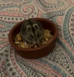 Sweetie hamster resized.webp