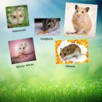 Species of Hamster