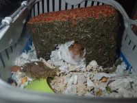 Charlie 10 March shrunk (20).jpg Charlie 10 March shrunk (20).jpg