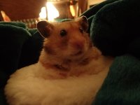 Nov 2015 donut bed (1) resized.jpg