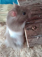 Compress_20221124_231927_7891.webp Compress_20221124_231927_7891.webp