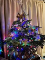 Tree.webp