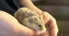 Screenshot 2022-12-09 at 17.55.49.webp