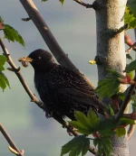 P5141527_2.webp P5141527_2.webp