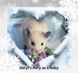 Beryl's Rory as a baby.webp