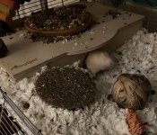 Raffy Poops and behind.jpg