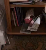 Raffy in bookcase.webp