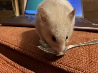 Raffy porridge.jpg