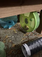 Raffy in wheel.jpg