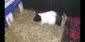 Screenshot_20201111-223648.webp Screenshot_20201111-223648.webp