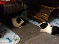 IMG_20210313_192510386.jpg IMG_20210313_192510386.jpg