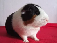 DSCF8115.webp DSCF8115.webp