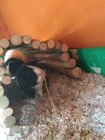 IMG_20210709_180407576.webp IMG_20210709_180407576.webp