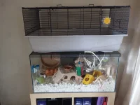 Kerry and 80 x 50 cage 2.jpg