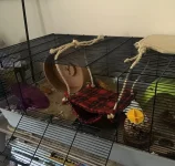 Nugget new set up (1) resized.jpg