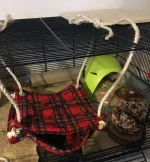 Nugget new set up (6) resized.jpg