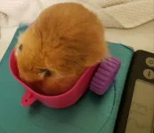 Wally weight (2).jpg