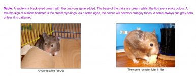 Sable hamster.jpg