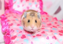 a5a.webp