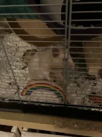 Raffy 13.3.2023 2.webp