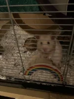 Raffy 13.3.2023.webp