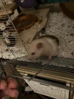 Raffy 13.3.2023 3.webp