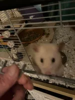 Raffy 13.3.2023 4.webp