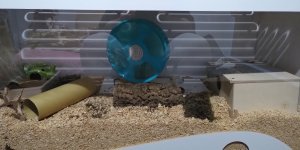 Cage Hamster 1.jpg