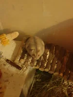 20230325_050341.webp