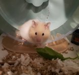 Cinnamon.jpg