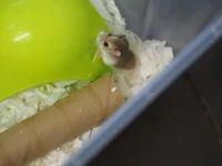 Pip on arrival.webp